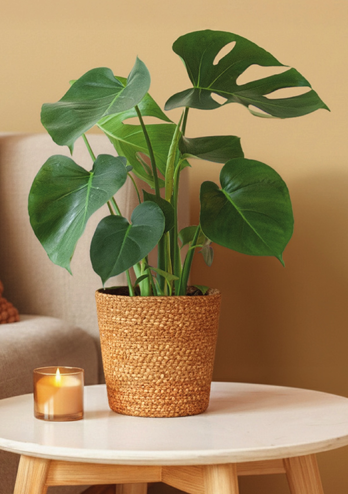 Kamerplant Monstera